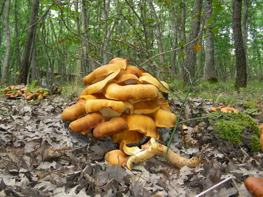 Variabilit di Omphalotus olearius